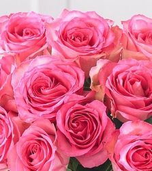 One Dozen Color Roses from Gilmore's Flower Shop in East Providence, RI