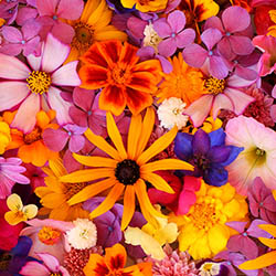 Designer's Choice Arrangement from Gilmore's Flower Shop in East Providence, RI
